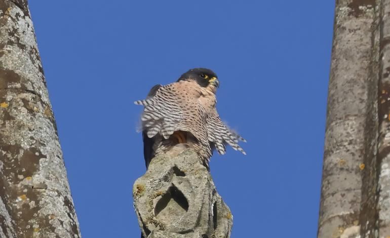 A peregrine sits on the spire