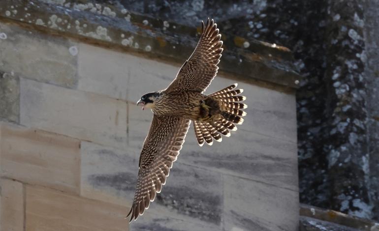 A peregrine flies