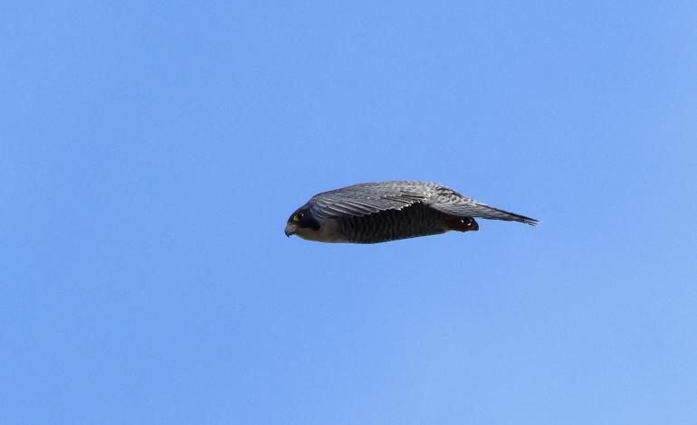 A peregrine dives