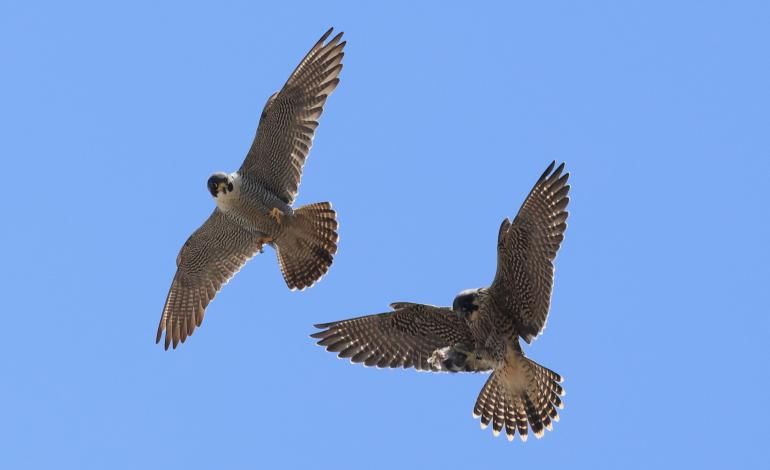 Two peregrines fly