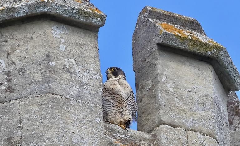 A peregrine sits in the turret